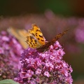 p7310565_2.jpg