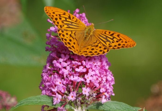 p7310579_2.jpg