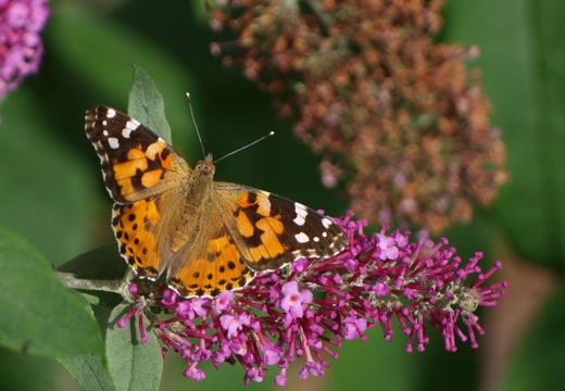p7310587_2.jpg
