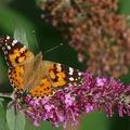 p7310587_2.jpg