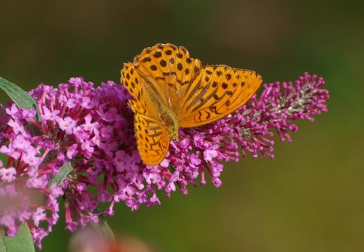 p7310590_2.jpg