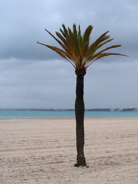 Mallorca Februar-März 2026